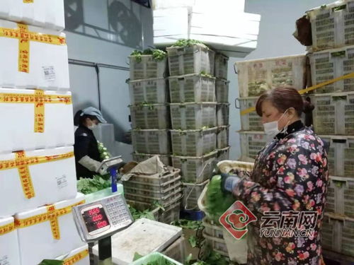 助力湖北抗击疫情 88吨云南首批捐赠农产品发往武汉